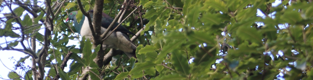 Kereru in tree